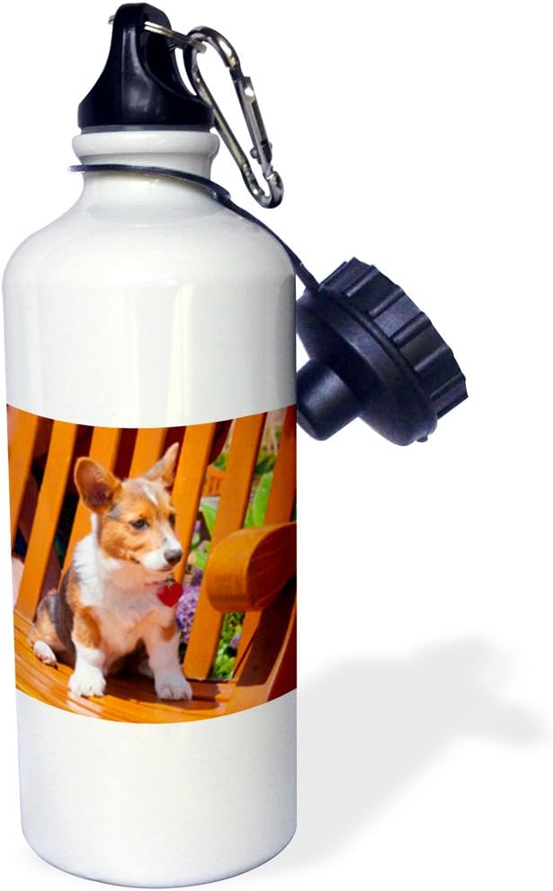 3dRose Pembroke Welsh Corgi Puppy Sitting in Wooden Park Bench Sports Water Bottle, 21 oz, Multicolored