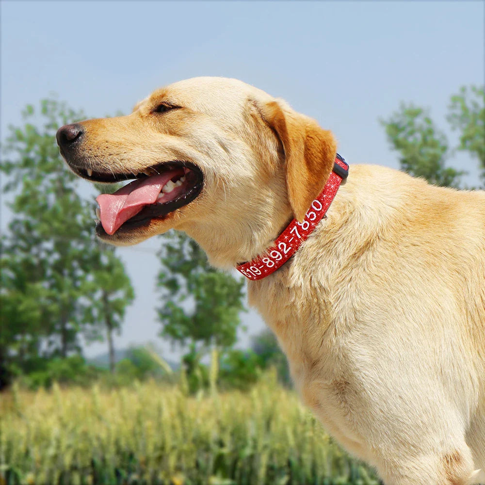 Adjustable Nylon Dog Collar with ID